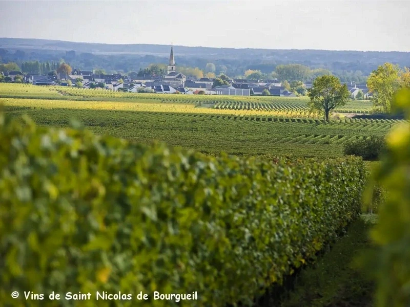 Vignobles en Scène ! - Reflets de vignes
