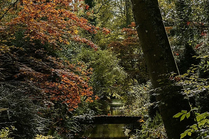Visite libre de l’Arboretum d’Ilex