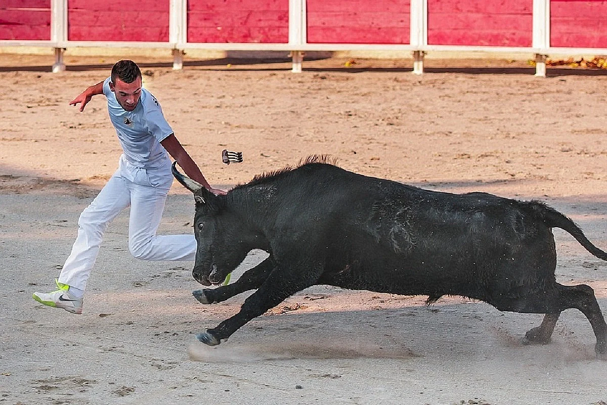 Course camarguaise - 49ème Finale Trophée de la Saint-Roch