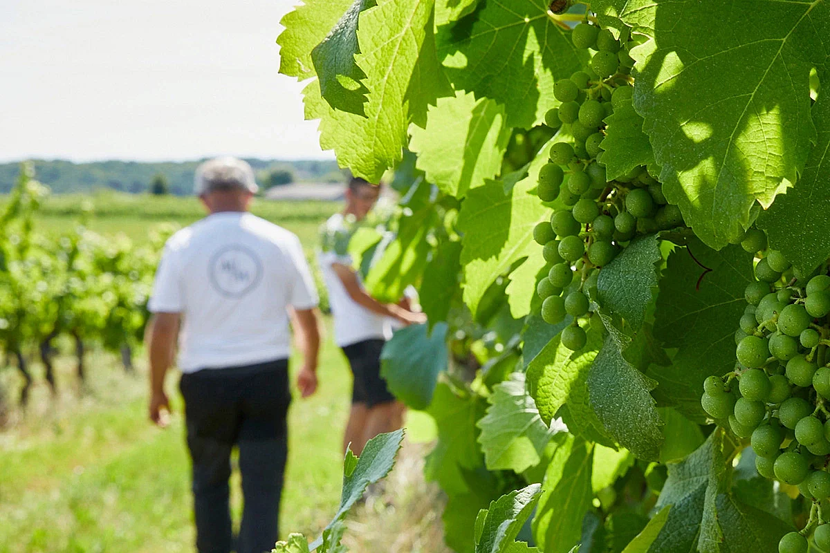 Vignoble des Verdots | Balade dans les vignes & soirée braséro