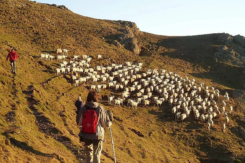 Balade avec un berger à Iraty