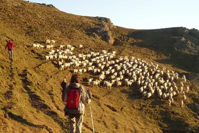 Balade avec un berger à Iraty