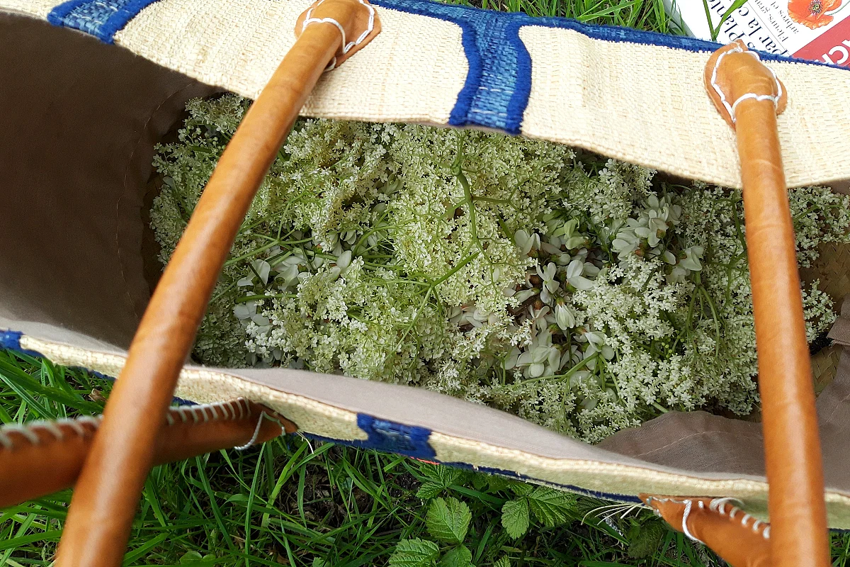 Plantes sauvages comestibles