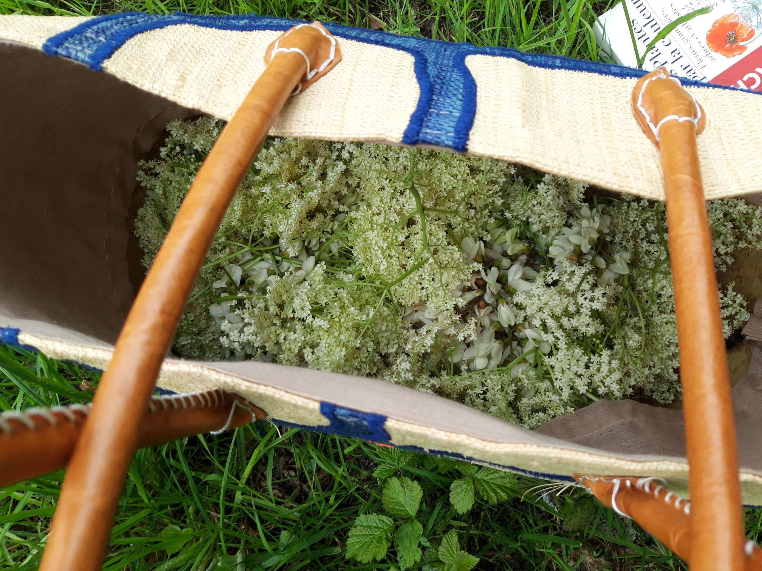 Plantes sauvages comestibles