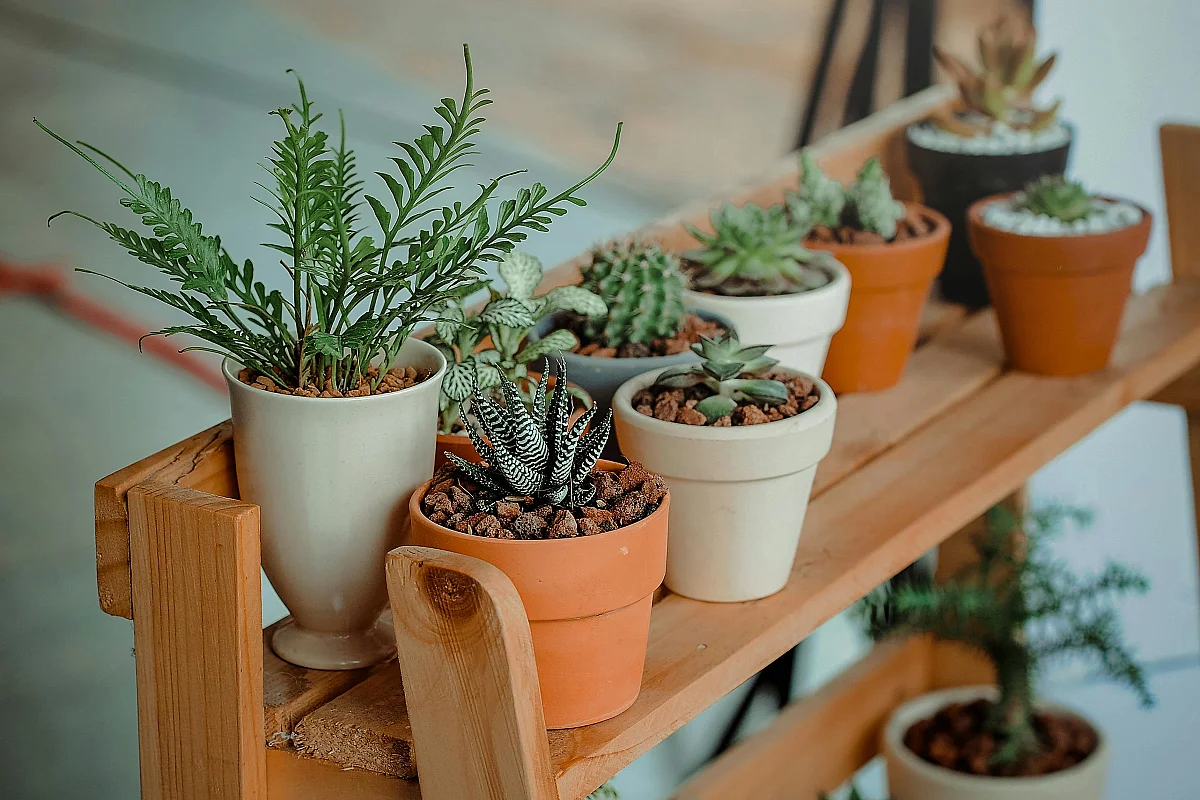 Troc de plantes