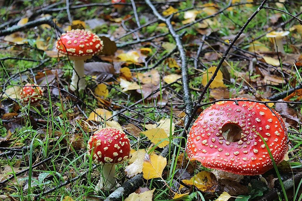 Exposition de champignons