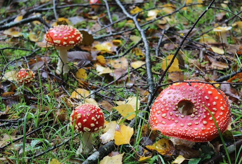 Exposition de champignons