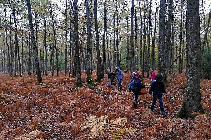 Initiation à la découverte des champignons