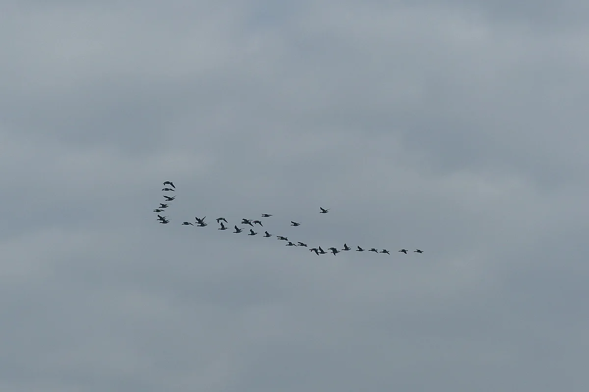 Balade nature "La migration"