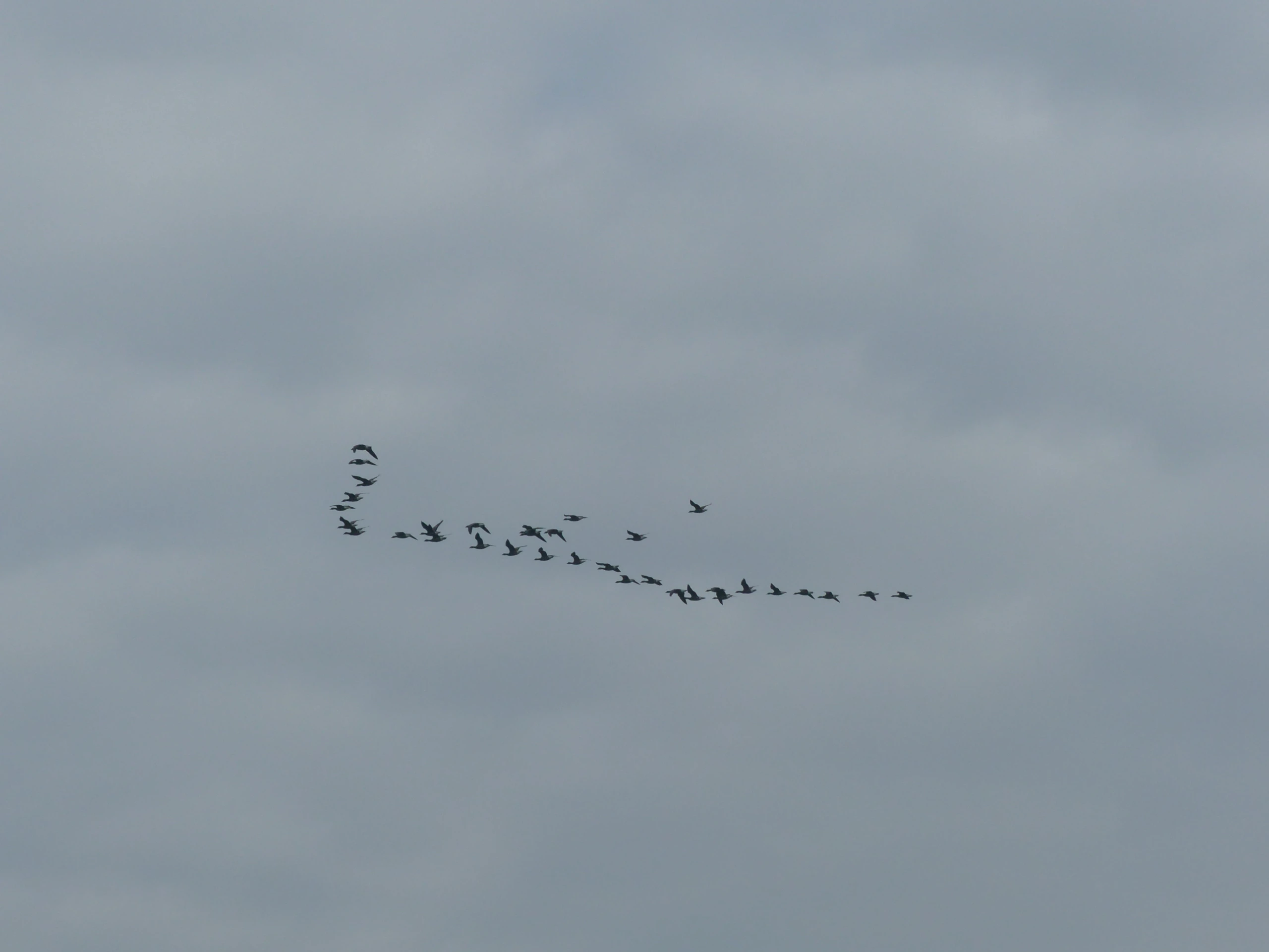 Balade nature "La migration"