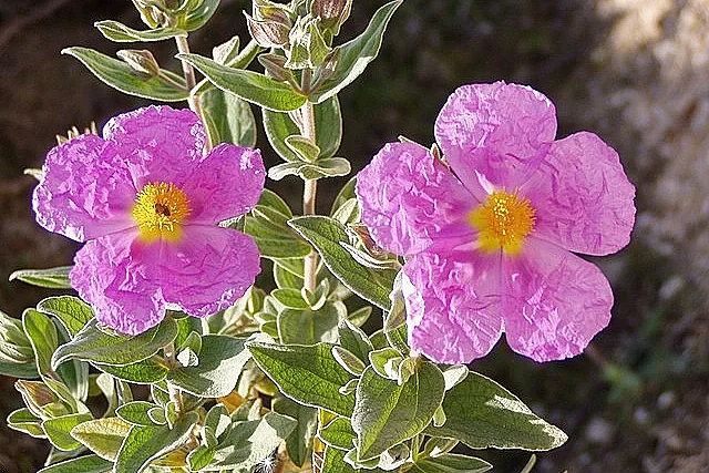 Les plantes sauvages locales méditerranéennes et comestibles