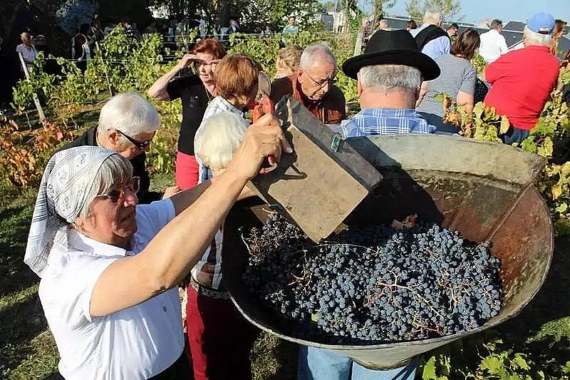 Déambulation et vendanges de la Cité Libre du vieux Thouars