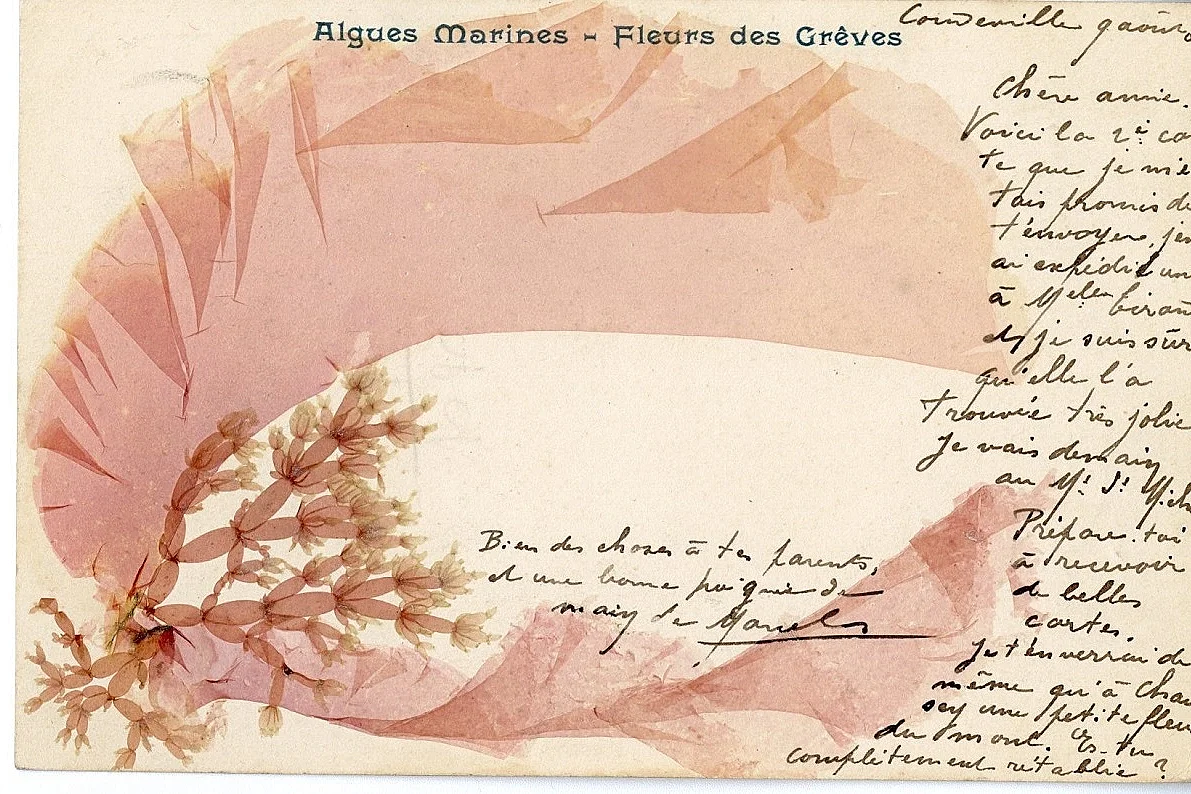 Atelierd'écriture autour de l'alguier de la naturaliste Maria Doublet avec Adeline Miermont Giustinati -Ile Tatihou