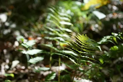 À la découverte des plantes sauvages