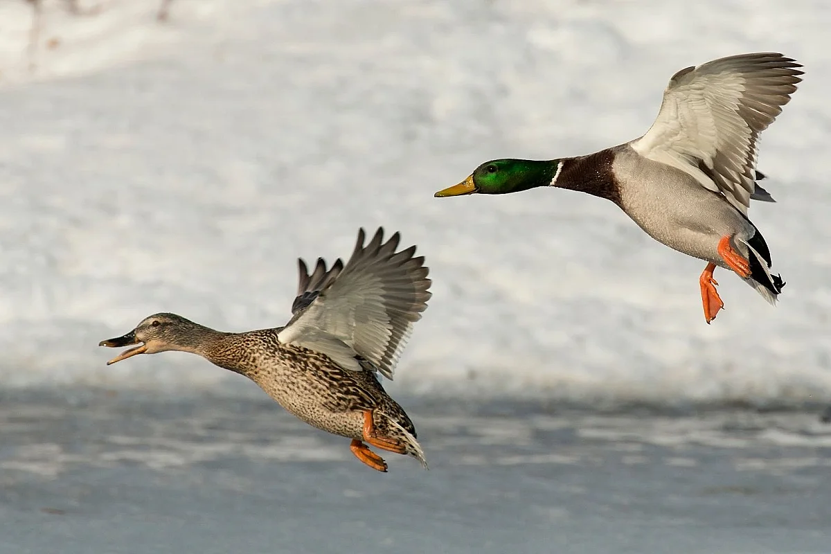 Sortie CPIE : Les oiseaux en hiver