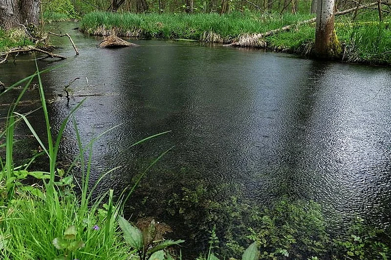 Journées du patrimoine 2026 : L'Ill*wald face au changement climatique