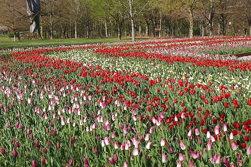 Jardins des Tulipes du château de Cheverny