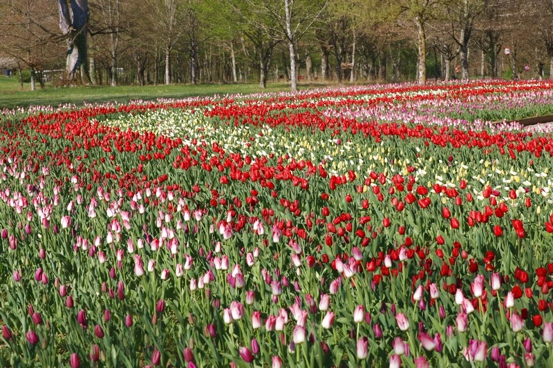 Jardins des Tulipes du château de Cheverny