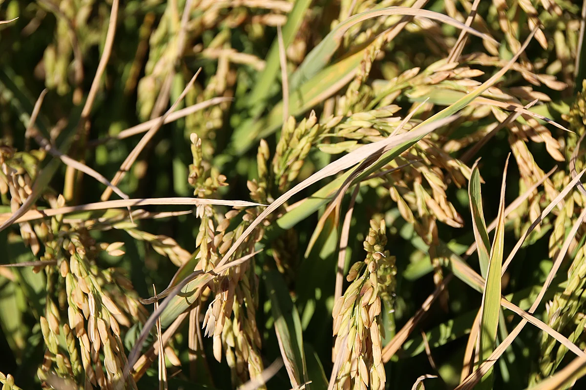 Fête des Prémices du riz