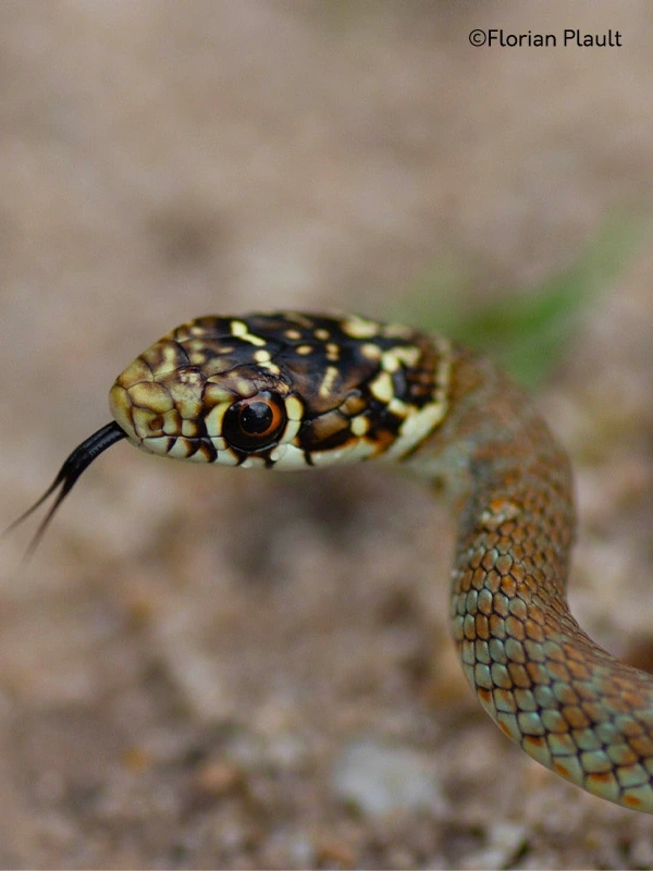 "Atlas des reptiles et des amphibiens de PACA"
