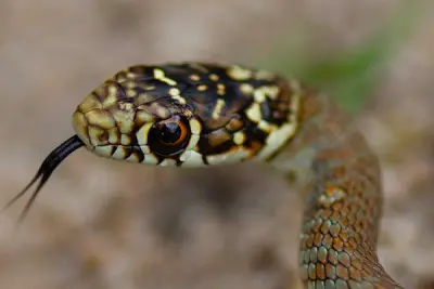 "Atlas des reptiles et des amphibiens de PACA"