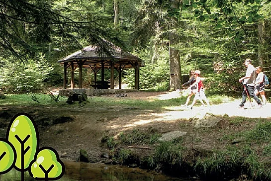 Sorties Sylvothérapie - Bains de forêt