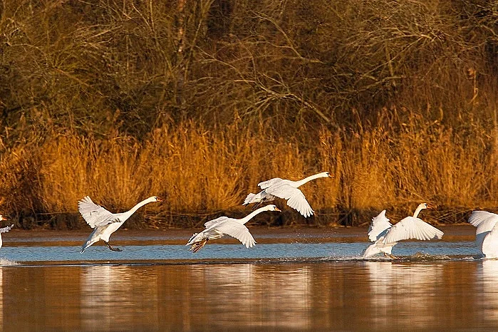 Instants Nature - A tire d'aile à la réserve de Malzoné