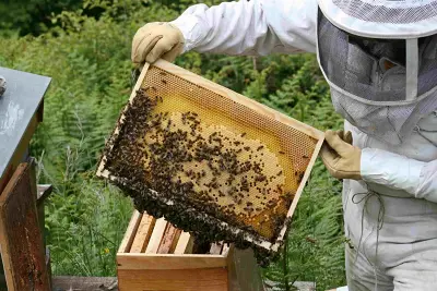 Visite à la Ferme : Abeilles et délices