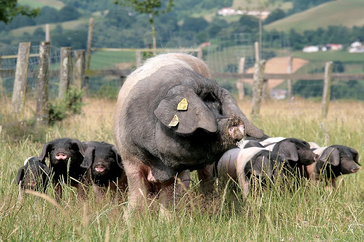 Visite "du groin au festin Pierre Oteiza"