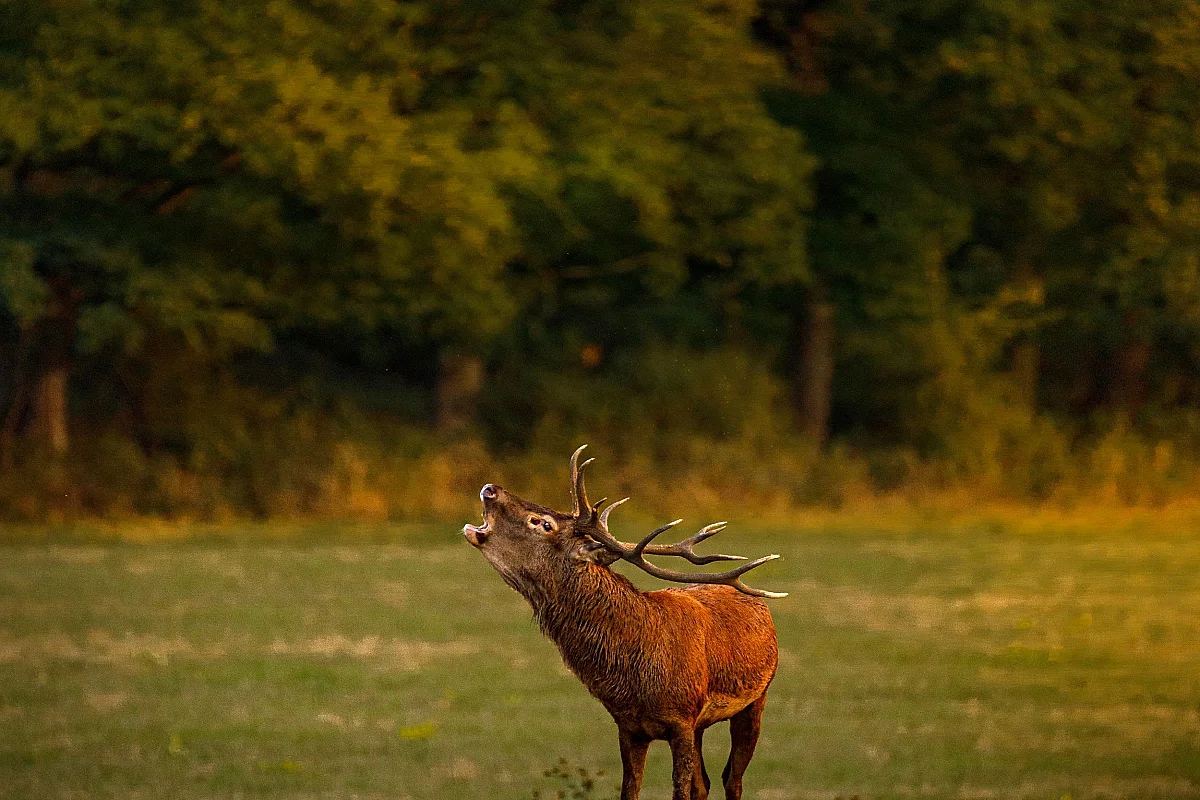 L'écoute du brame à Chambord