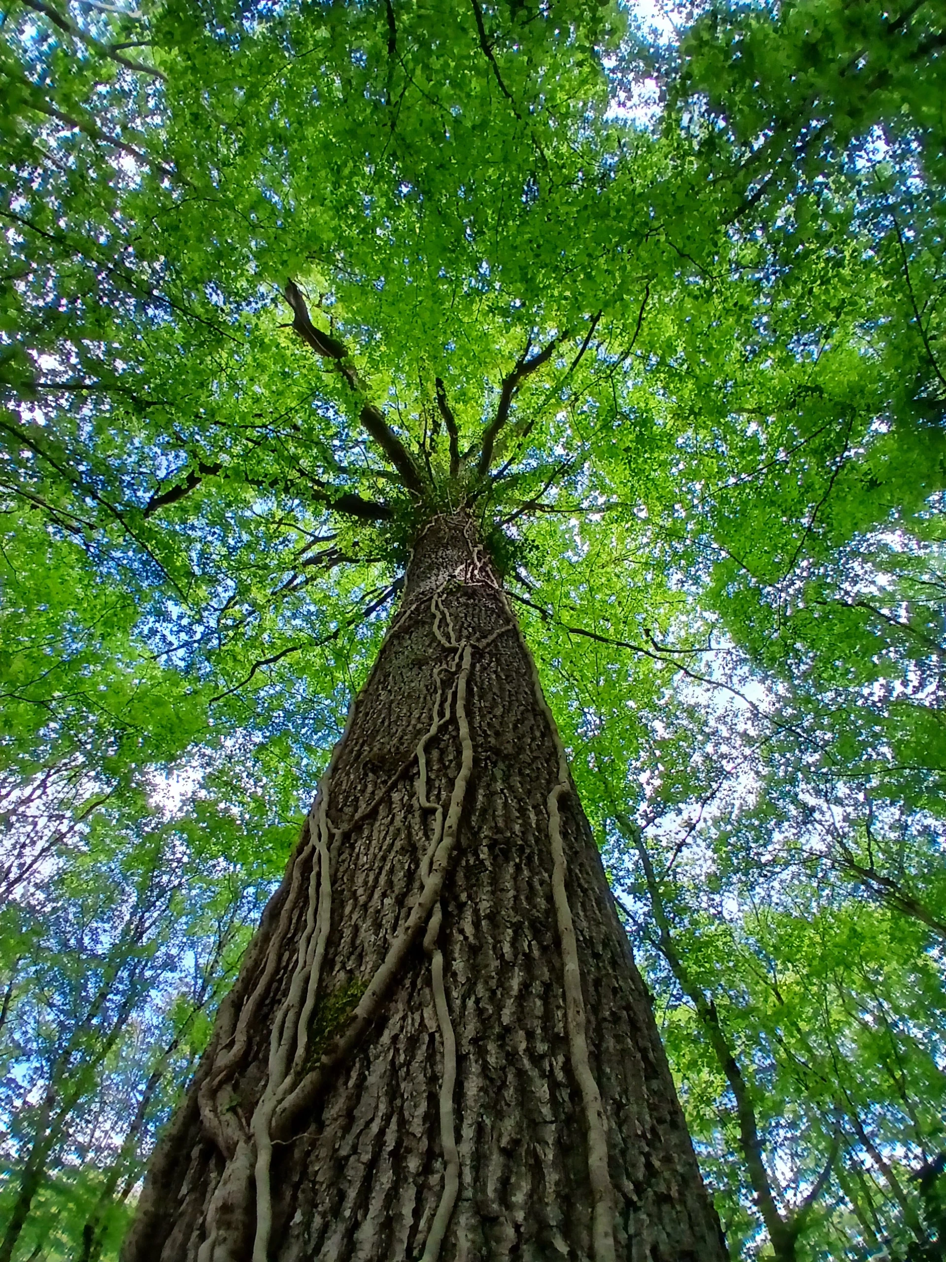 Atelier de sylvoénergétique : découvrez les bienfaits des arbres
