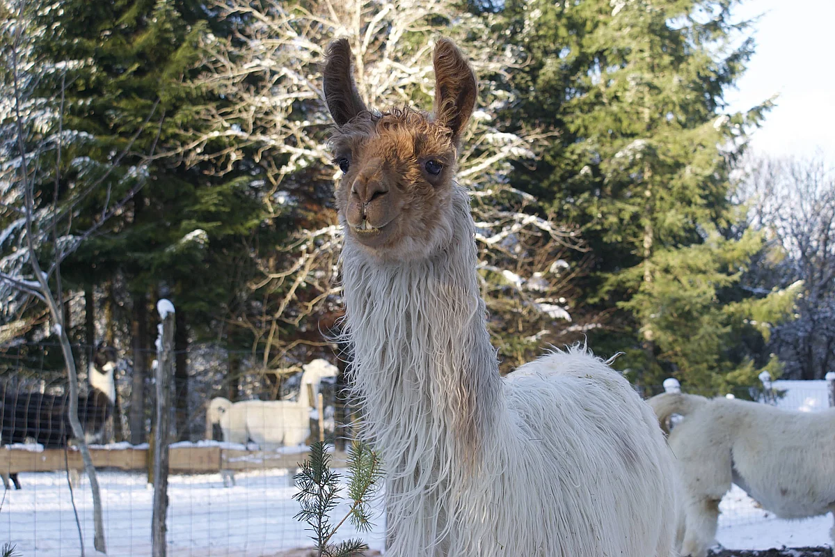 Vacances D'Hiver à Lama Loisirs