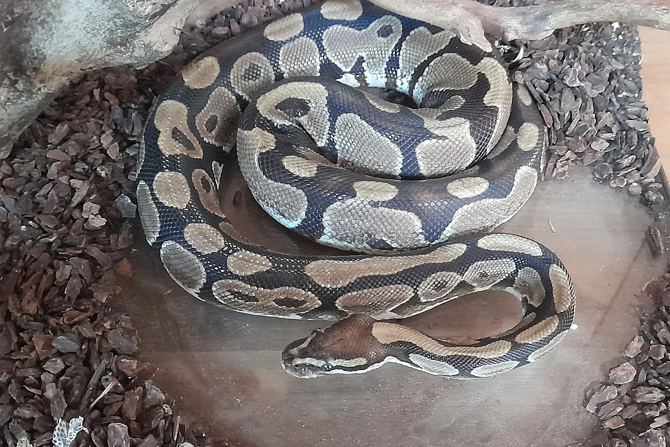 Rencontre avec Shé la femelle python : Médiathèque La Ronde des mots