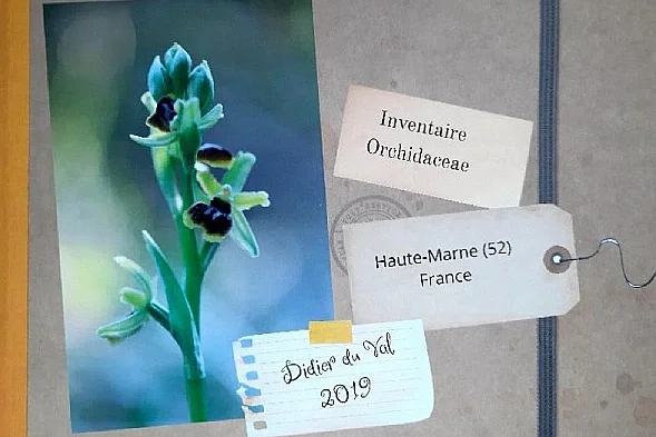 Journées Européennes du Patrimoine : Conférence "Les orchidées sauvages de Huate-Marne par Dider du Val"