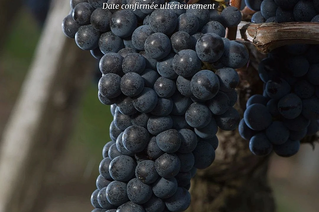 Atelier Vendanges au Château Haut Chaigneau