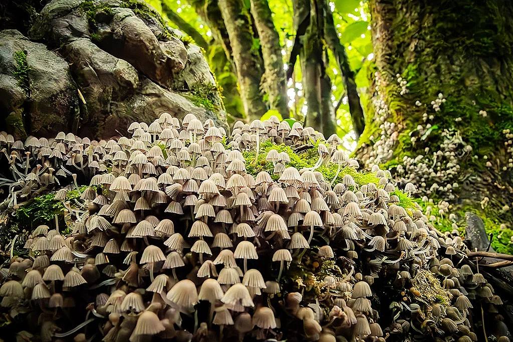 Initiation à la cueillette des champignons