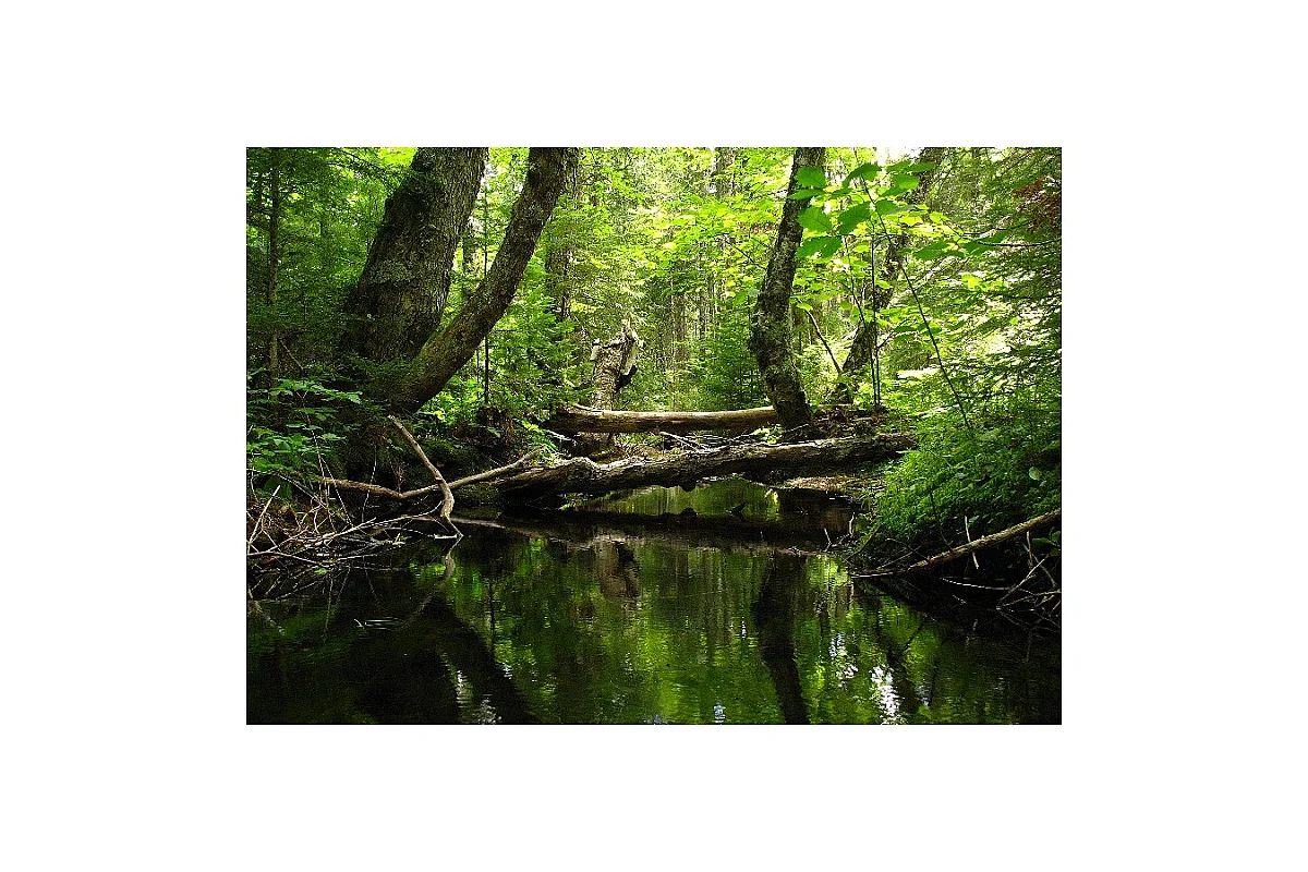 Sortie nature - Saligue secrète, une vie animale