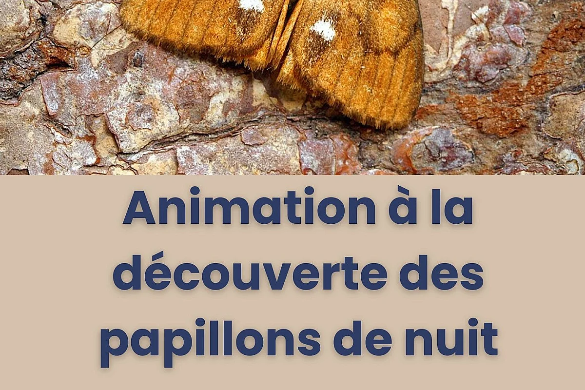 Maison de Garonne :  Animation découverte des papillons de nuit – tout public