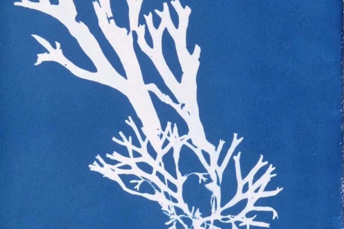 Ciap art : cyanotype
