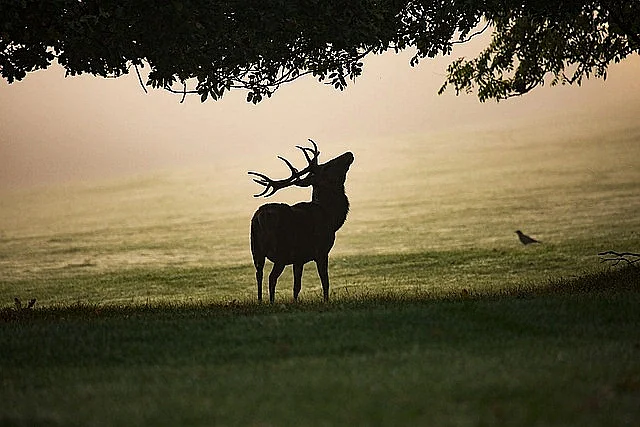La Chasse, un atout majeur de la ruralité