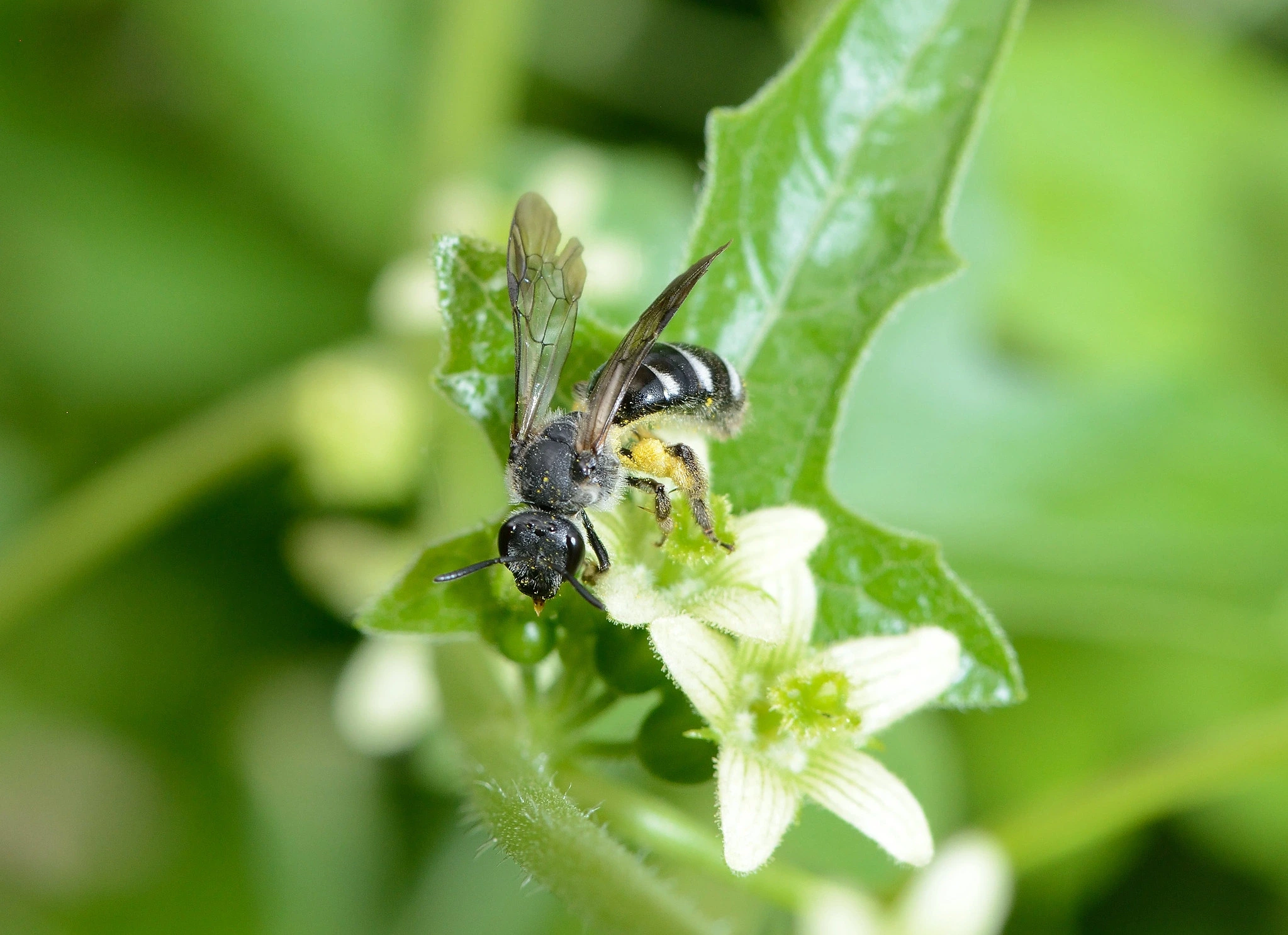 Que serait une soupe sans pollinisateurs ?