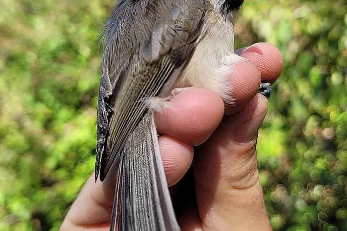 Baguage des oiseaux  migrateurs