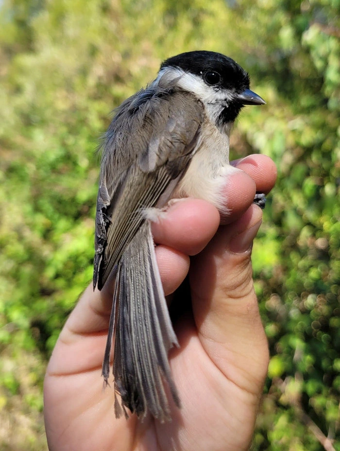 Baguage des oiseaux migrateurs