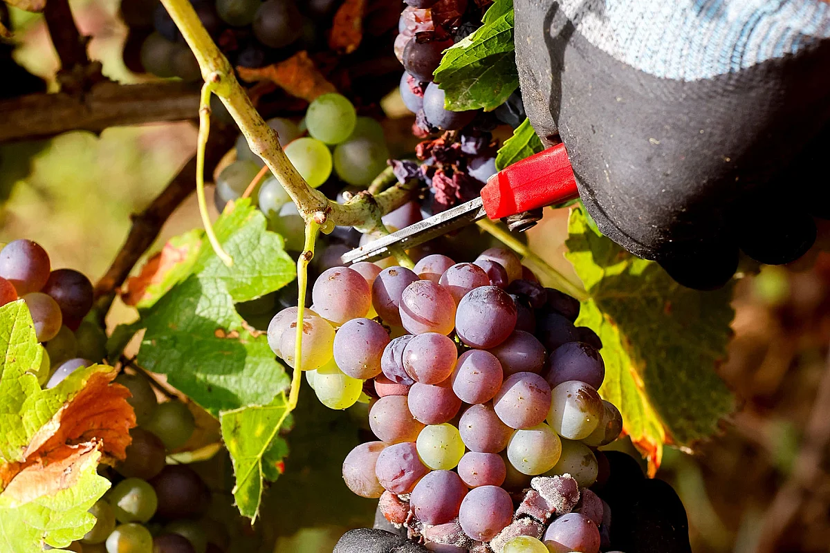 Visite guidée : Vin et dégustations