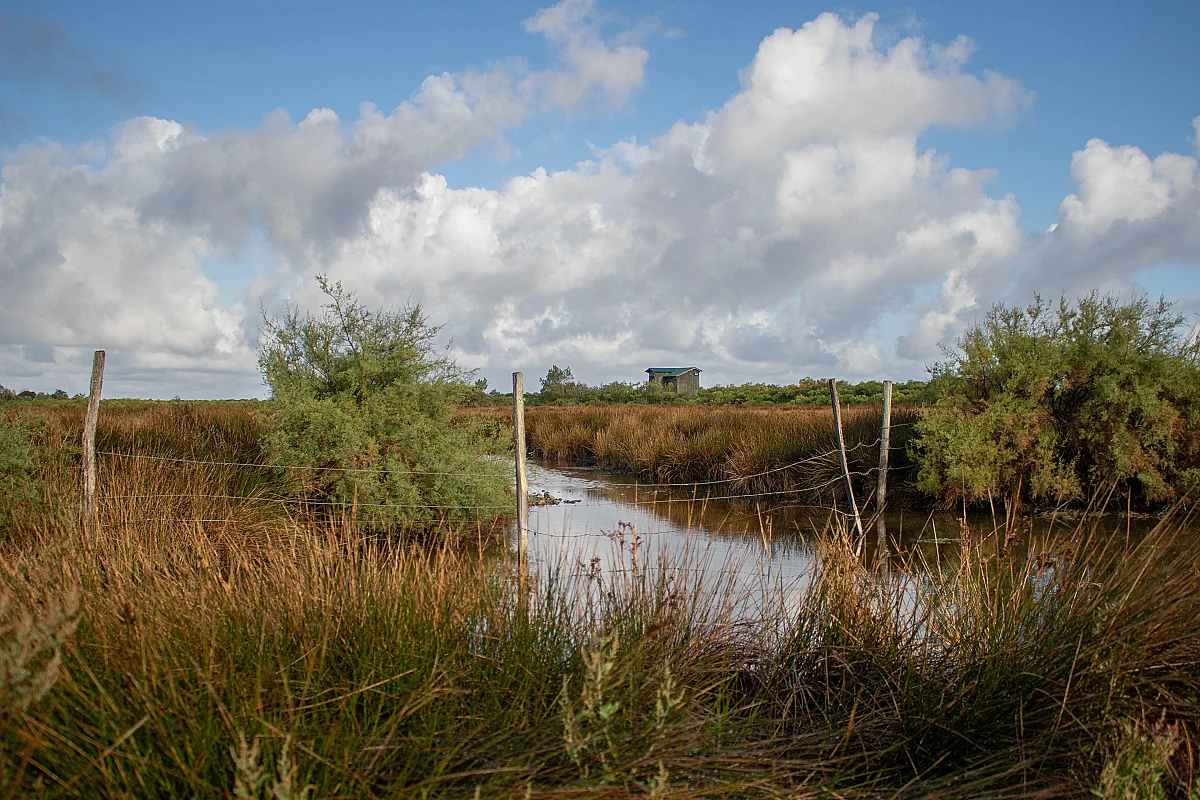 Vis ma vie de gestionnaire de la Réserve ornithologique du Teich