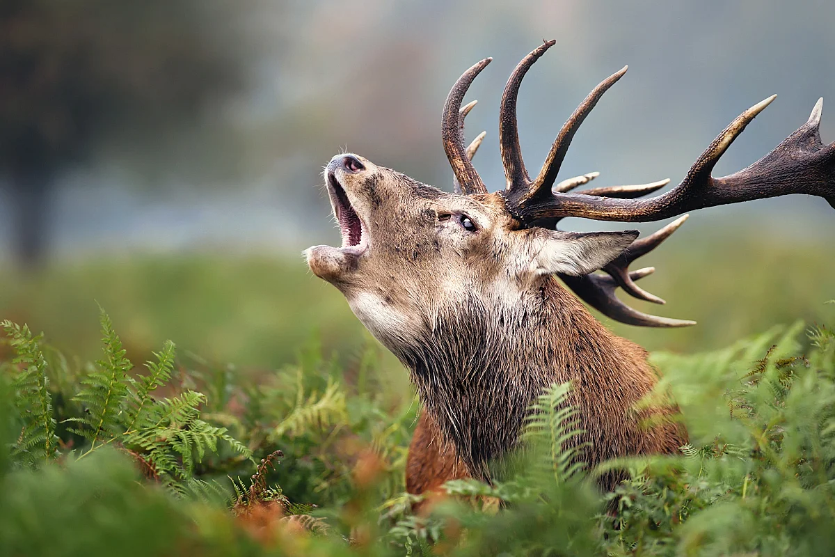 Les amours du Cerf