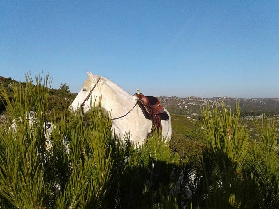 Randonnée à cheval en pension complète ou à la journée aux Ecuries du Petit Roman