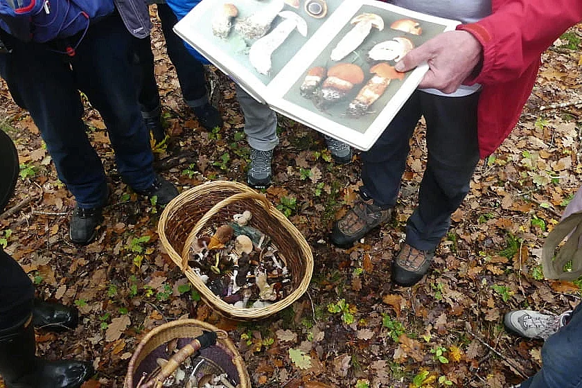 Sortie champignons en forêt