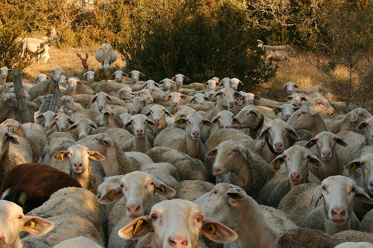 RENCONTRES DU PASTORALISME - VISITES DE FERME