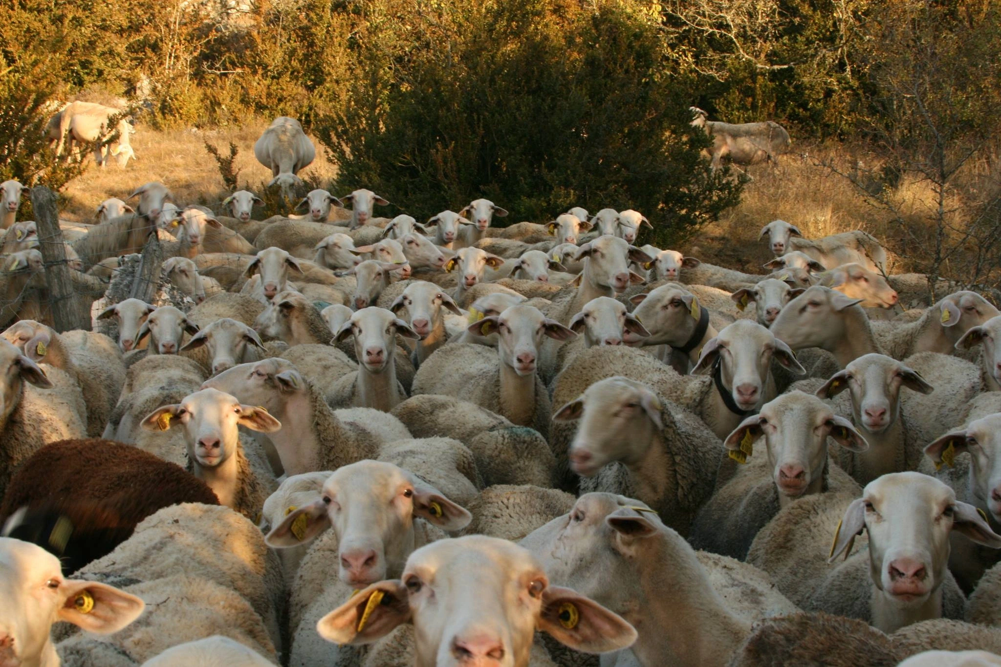RENCONTRES DU PASTORALISME - VISITES DE FERME